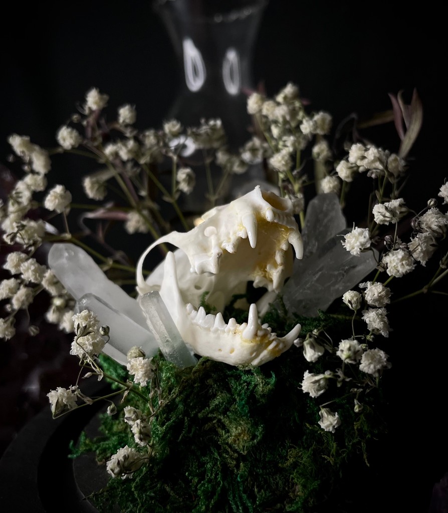 oddityasylum tweet picture