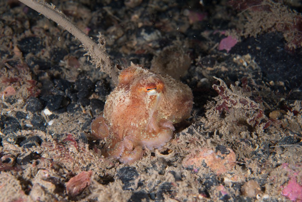 CephalopodToday tweet picture