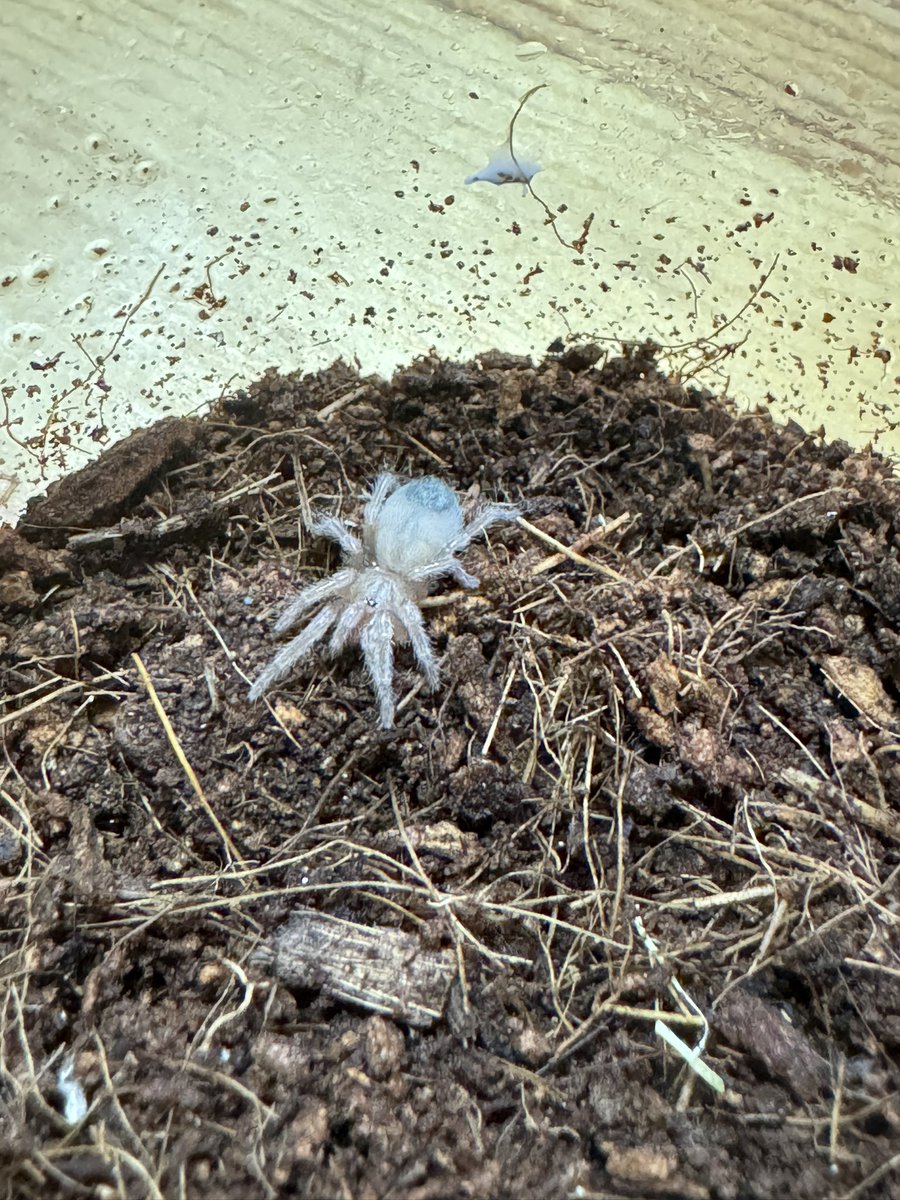 Mt_TheKeyzaki2's tweet photo. 前から気になってた子をお迎え🕷️
まだまだベビー(比較用の1円玉)で、
成長遅め子なので気長に育てます🍀
#Repbuddy
#アリゾナブロンド https://t.co/wTzNdZVqIZ