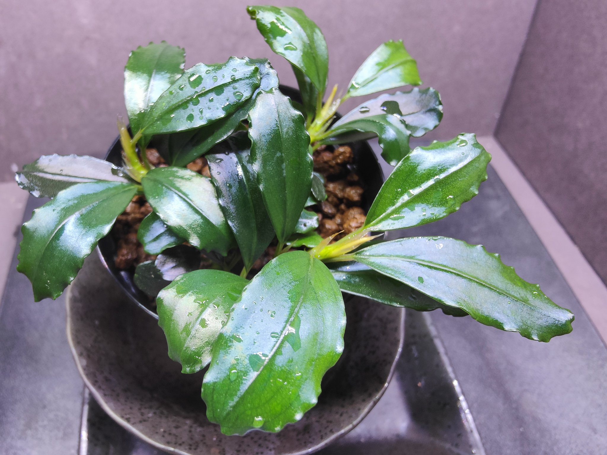せ*ね様 TB便‼️Bucephalandra sp dark gray① Yahoo!オークション - Bucephalandra sp. &#34 Pearl gray” TB便