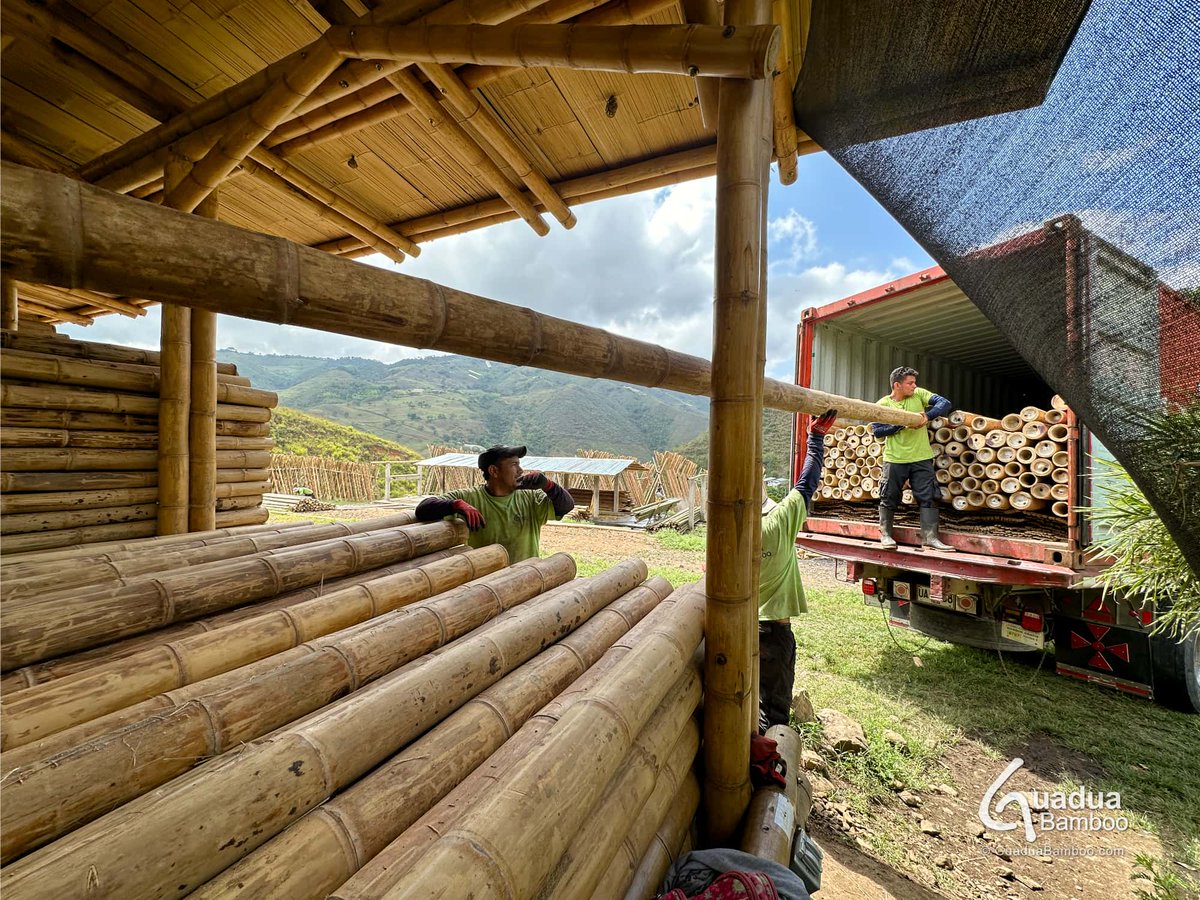 🇨🇱 Loading Grade A Guadua Bamboo® poles, slats and esterilla for our South American friends in Chile this week. Only the best is good enough!
