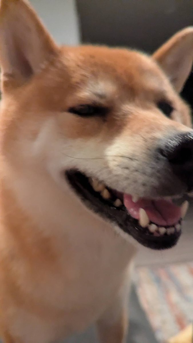 renblakely's tweet photo. In Portland for the weekend and we brought our silly fox-dog with us. Excuse me, ma’am?. https://t.co/sjFzYIRxDY