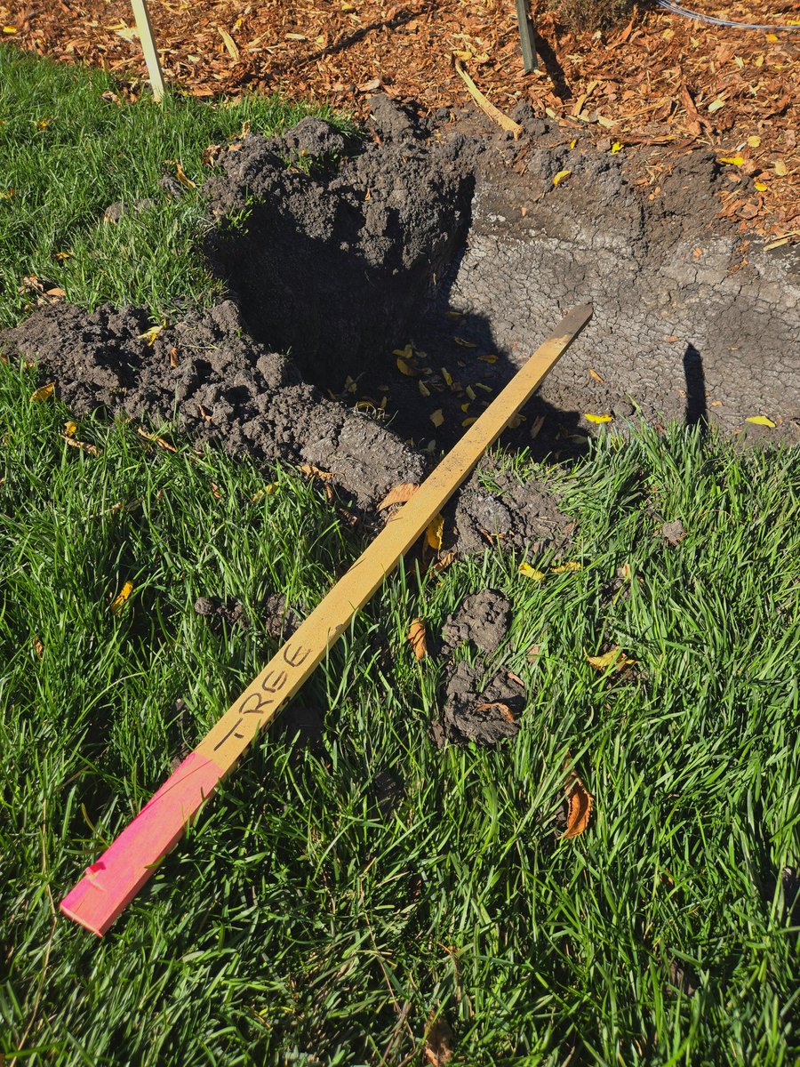 jimwachowich's tweet image. I think that I shall never see
A poem lovely as a tree.
...
Poems are made by fools like me,
But only God can make a tree.

Joyce Kilmer, “Trees” from Poetry 2, no. 5 (August 1915)
#valleylineLRT