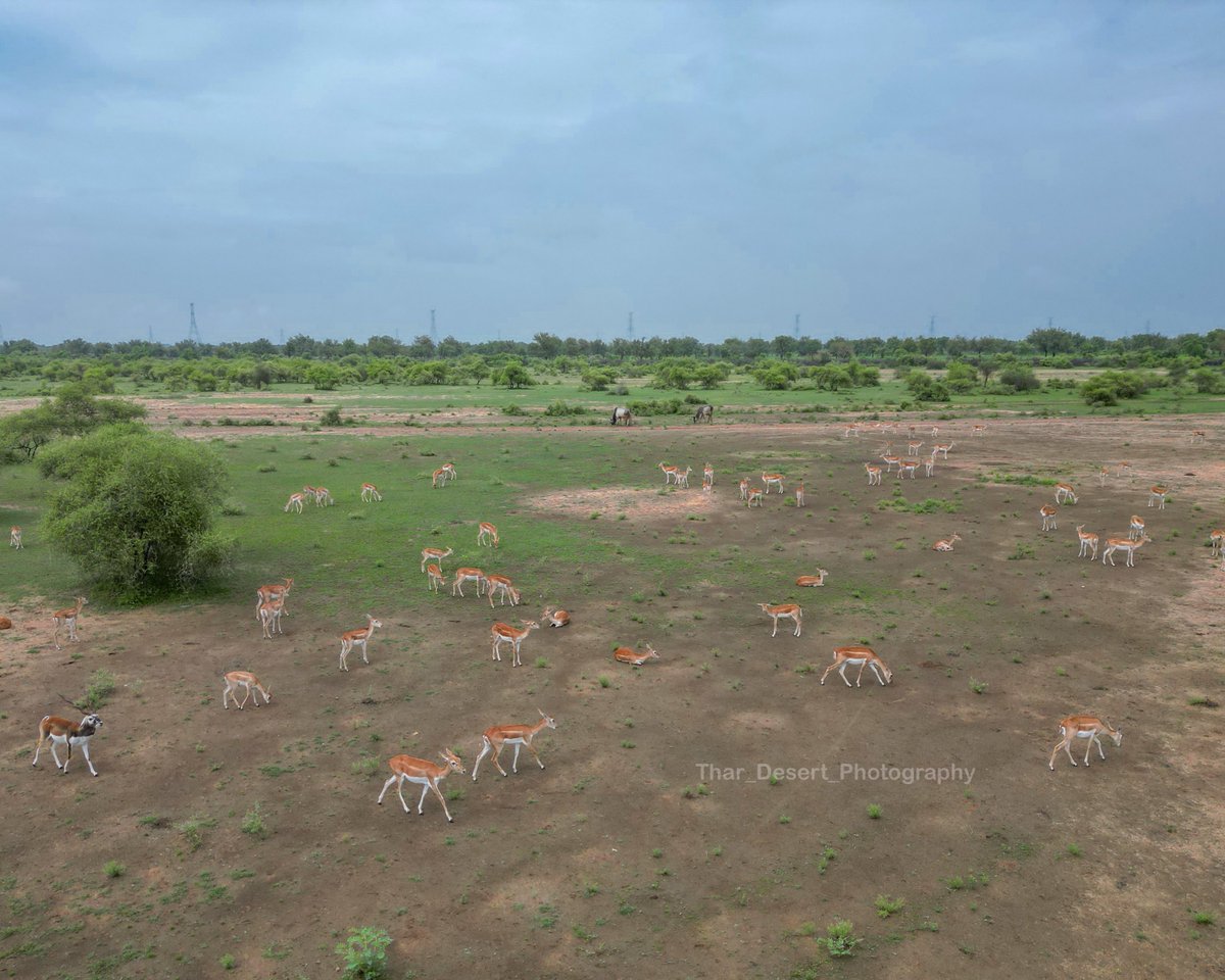 thardesertphoto's tweet photo. चारों ओर बिश्नोईयो के घर व खेत है इसलिए ये हिरण इतने आबाद हैं।कोई परिंदा भी पर नहीं मार सकता यहाँ।ये हमारे धवा डोली वाइल्डलाइफ़ क्षेत्र की ख़ूबसूरती है।यह हम एक एक हिरण का ख्याल रखते हैं।आने वाले समय में ये तालछापर से भी सुंदर सेचुरी बनेगा जो कम्युनिटि बेस होगा।@ForestRajasthan @Sanjay4India1 @gssjodhpur
