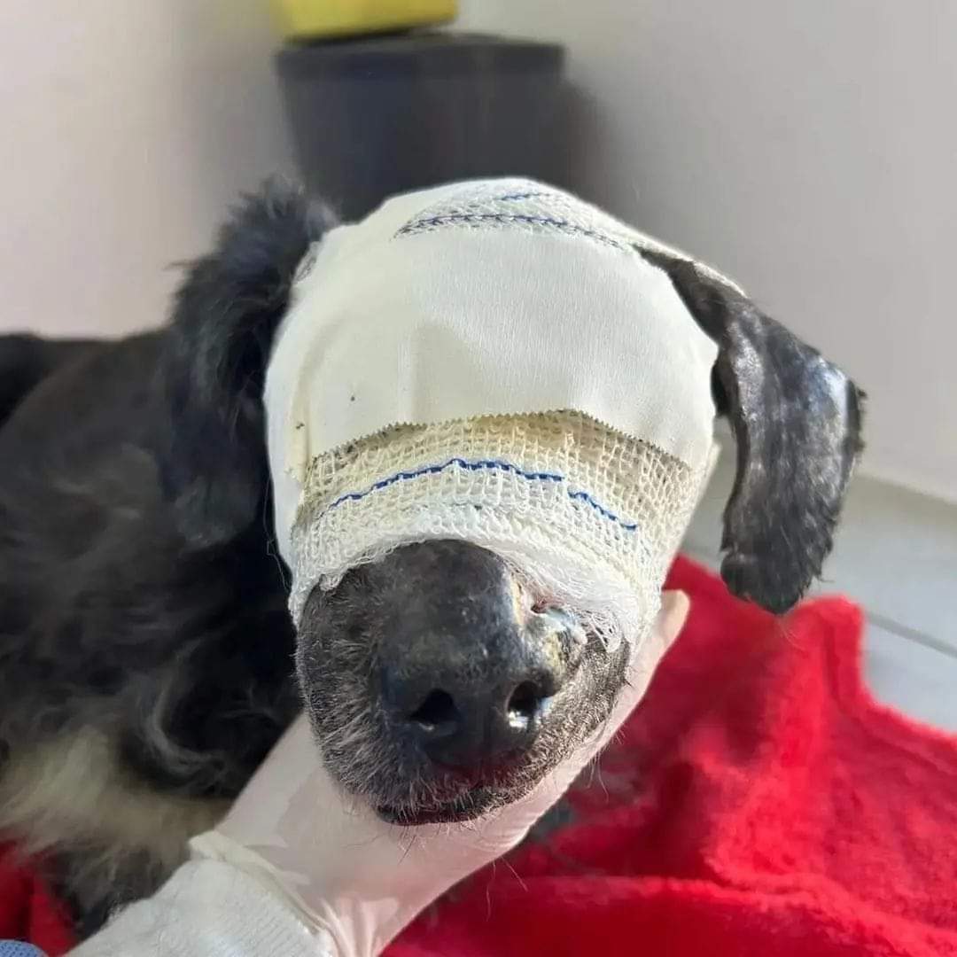 I'm very sick, I had eye surgery 🥺🥺 Please pray for me 🙏❤