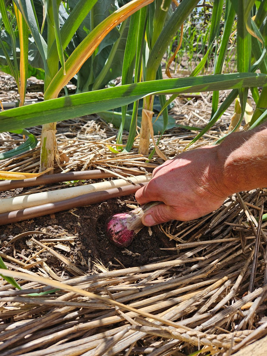 Leighton Wilksch tweet media