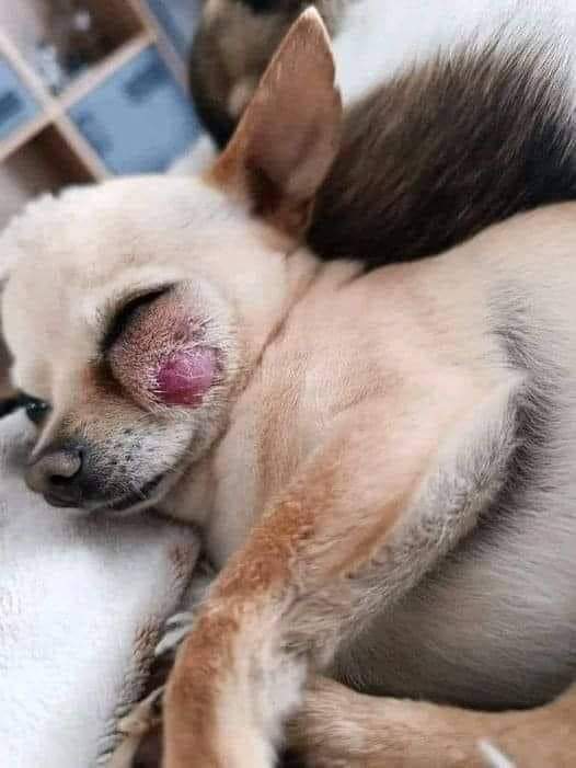 I'm very sick 🥺 Please pray for me ❤🙏