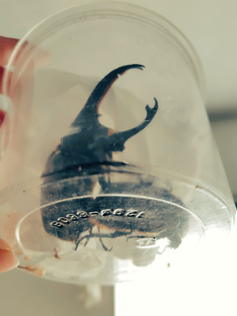 クワカブ好き クワカブ好きと繋がりたい