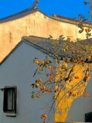 ザクロ、柿、キンモクセイ🌼、秋の序曲  #秋