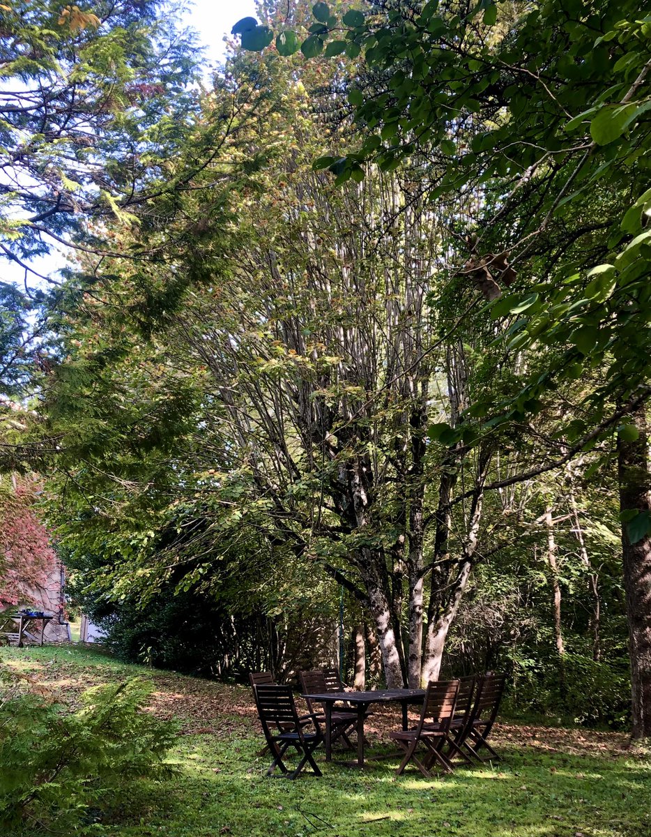 PennAllenwrites's tweet photo. Called in a tree surgeon this week. Many beautiful trees in new garden, some of which need attention and also a lot of self seeded stragglers. I don’t want to get too carried away with planting until we get the bones right. #mygarden #swfrance #TheLostGardenOfLoughrigg #newhome https://t.co/FOwbcKUgfy