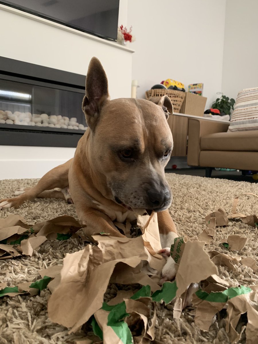 DiannaConstant2's tweet image. Pals, just “helping” Mum with some interior designing and styling.🤪😊