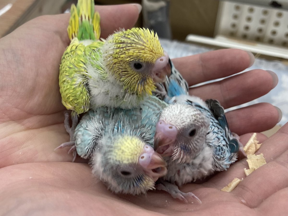 enchokomagoe's tweet photo. 小動物コーナー
【新入荷】
ネザーランドドワーフ♂︎︎ ♀
ミニウサギ♂︎︎ ♀
パールホワイトハムスター♂
セキセイインコ ヒナ

 #エンチョー  #ホームアシスト  #ペット  #小動物  #ネザーランドドワーフ #うさぎ  #ハムスター  #セキセイインコ  #インコ https://t.co/Tg19I2DOBF