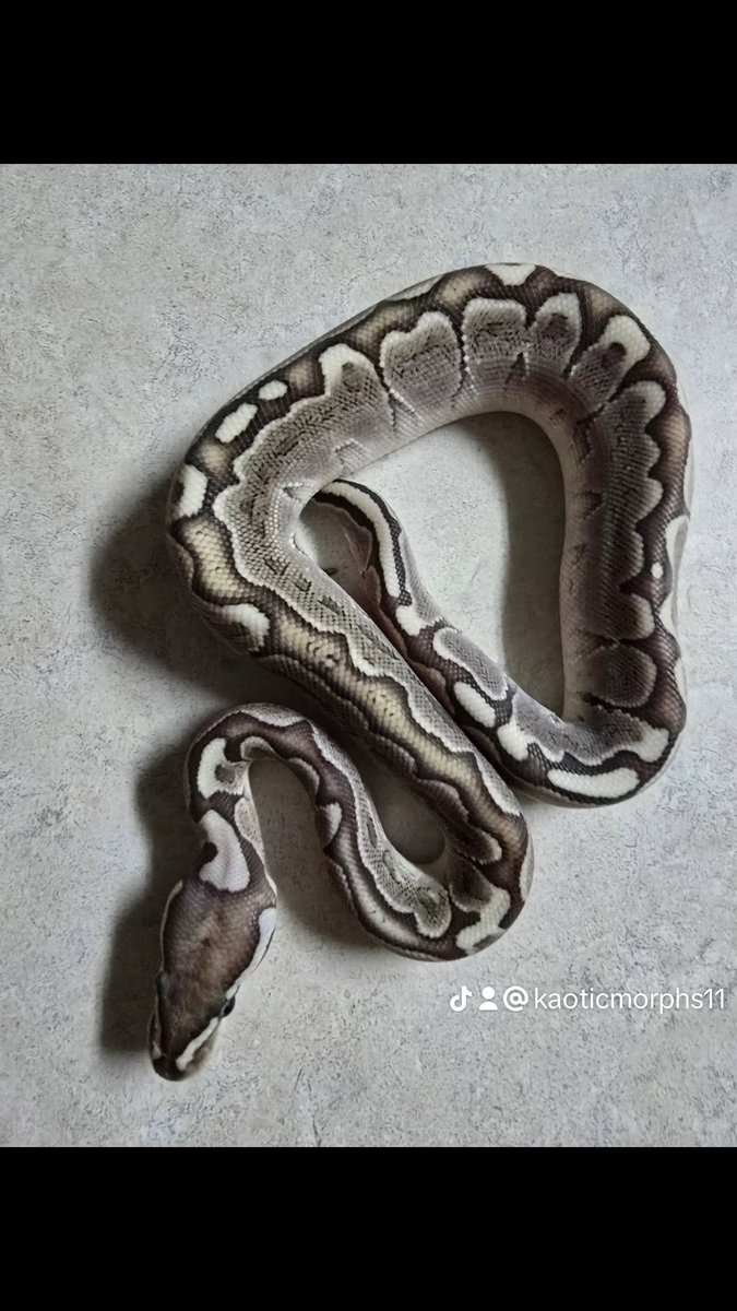 KaoticMorphz's tweet image. ANOTHER BABY...
BAMBOO HET (VPI) AXANTHIC 
#KAOTICMORPHS 
#BABYBALLPYTHON