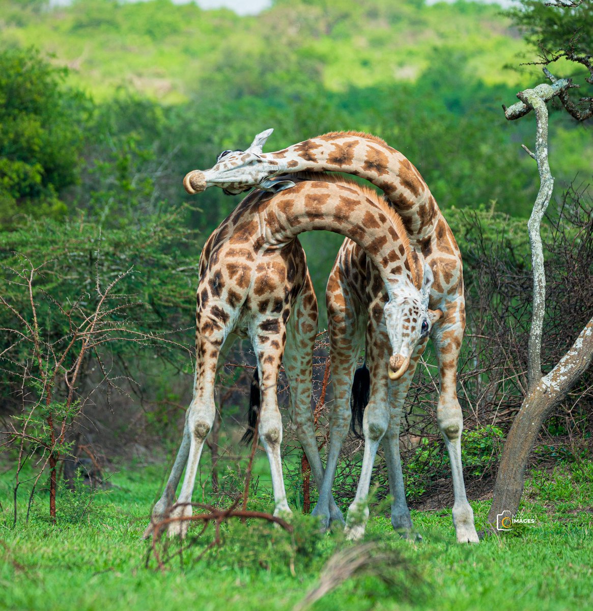 Necking is a form of gentle fighting or play-fighting where giraffes lean  into each other, rubbing and pushing their necks together. Purpose: 1.\u2060  \u2060Establish dominance 2.\u2060 \u2060Show strength and agility 3.\u2060 \u2060Attract, image size:1165x1200
