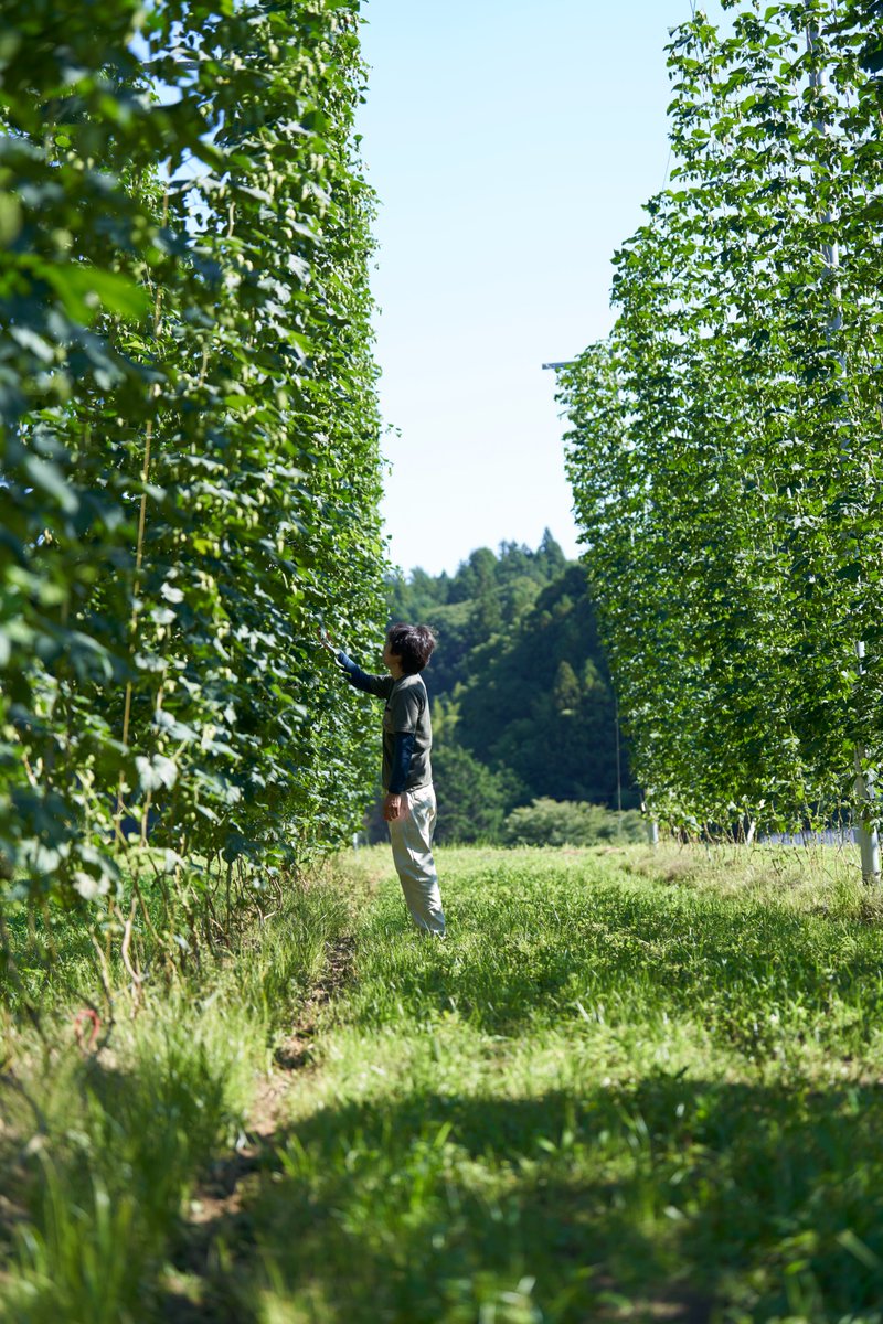 Daichibaba21677's tweet photo. 福島県の都路町で、クラフトビールを醸造するホップジャパン。 
今シーズンのホップ収穫の様子を撮影。  
 
このホップから今年1年の美味しいクラフトビールが出来上がる。    

https://t.co/IDLKDEaVE1

#cvphoto https://t.co/AwYuqb1O6Q