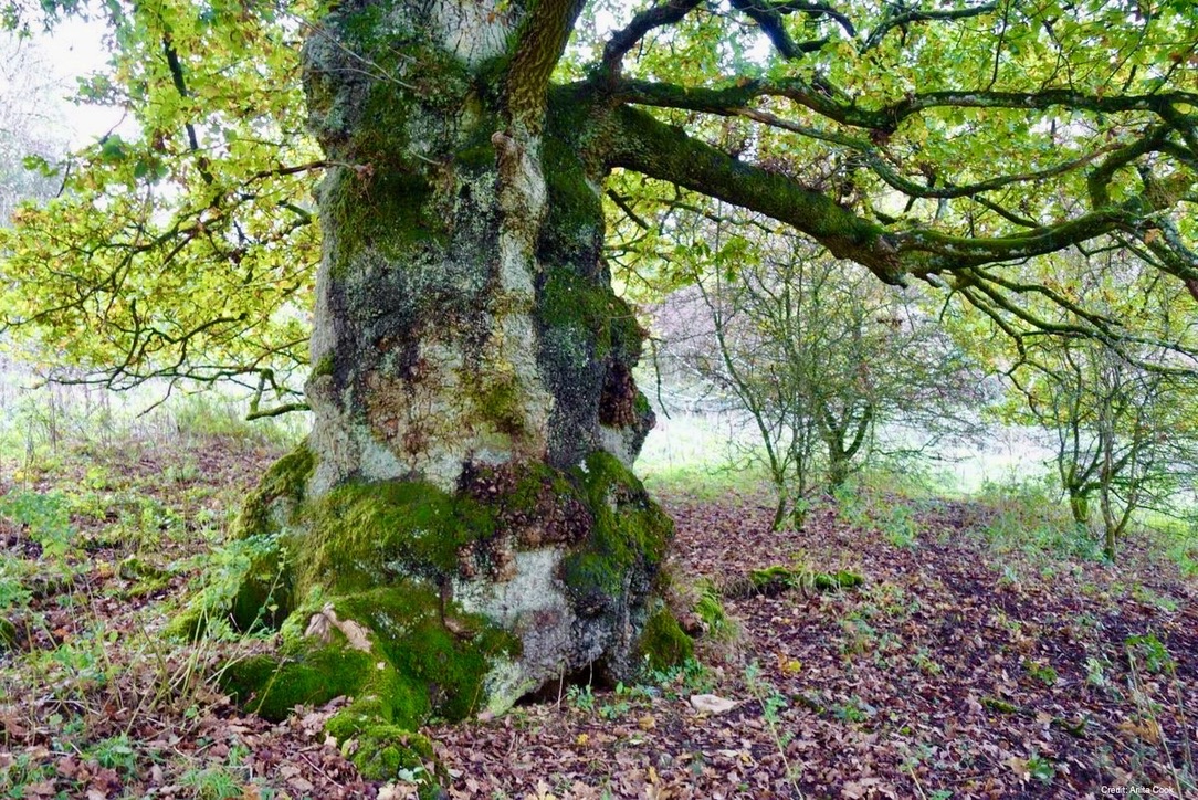 #CCS

This research on 180 year old trees is of great importance as it substantiates the major role for mature temperate forests in climate change mitigation. 

As a method of proven CCS, it calls for urgent increased protection for mature trees.

Source: nature.com/articles/s4155…