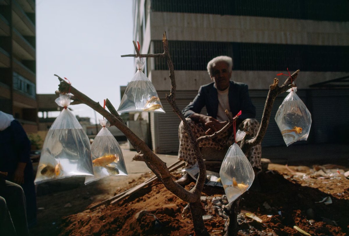 eyeonaxis's tweet image. A man sells goldfish in baggies tied to a tree branch at the Shatila Palestinian Camp in Beirut, Lebanon. 1983 

W.E. Garrett