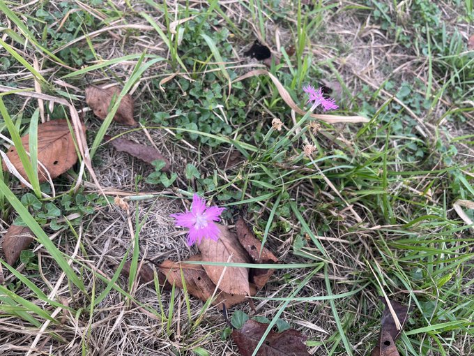 ハマナデシコに混じって、なんかカワラナデシコ系の撫子が咲いてる 