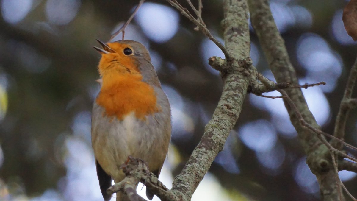 jmpicasprat's tweet photo. Avui un #pitroig #petirrojo #erithacusrubecula #birds #ocellsdecatalunya #ocellsdavui #ocells #ocellar #berguedà #avià https://t.co/MS0CVxW8LC