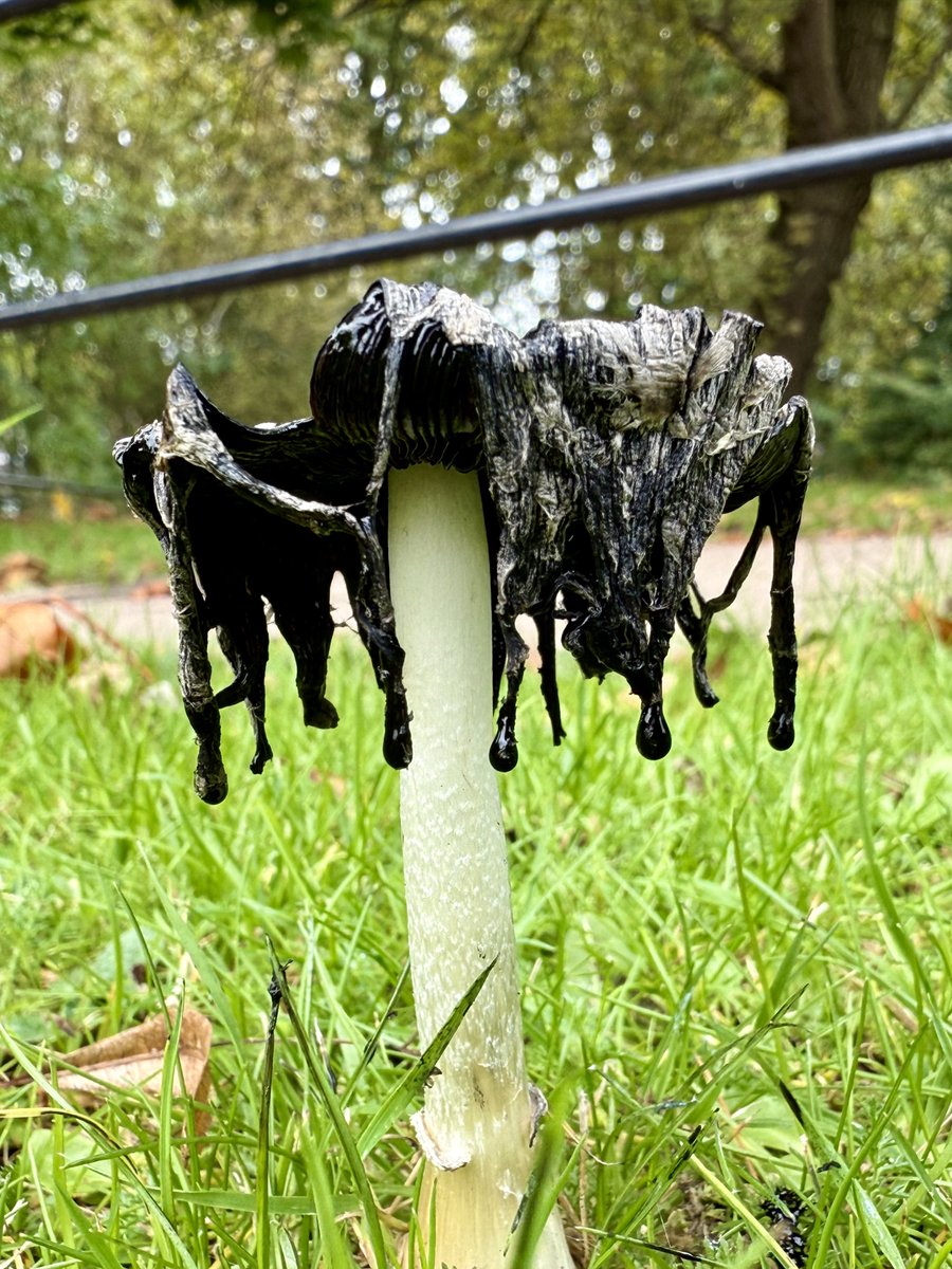 The same inkcap taken days apart