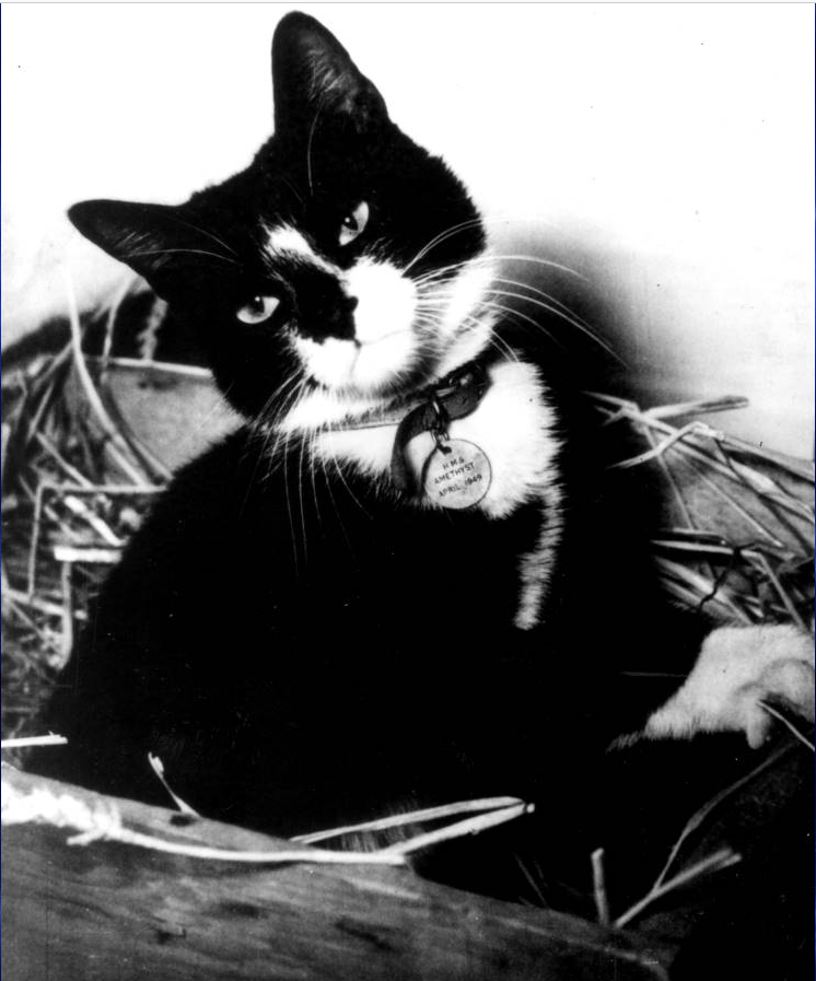 Michael_Leh's tweet photo. "Simon was a ship's #cat who served on the Royal Navy sloop-of-war HMS Amethyst. (...) He was...awarded a Blue Cross medal (...) and the fanciful rank of 'Able #seacat' after disposing of a particularly vicious rat known as "#Mao Tse-tung"." 😂 👍🤲
https://t.co/2rt3Tk9fgp https://t.co/kCAxtSjVRA