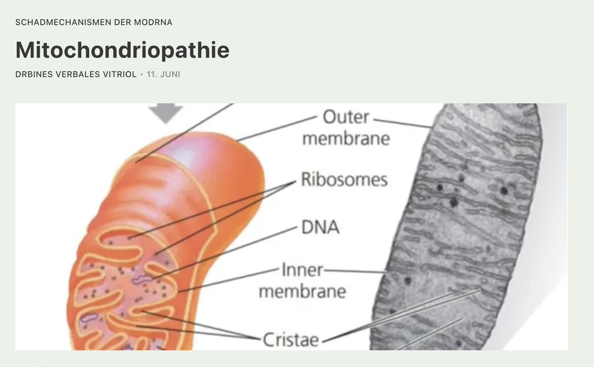 AnwaltUlbrich's tweet photo. Thema heute: "Hersteller erklären-Gentechnik verbleibt in den Zellen des Menschen"

BioNTech und Moderna erläuterten, dass sie von der RNA, die aus mehreren Nukleotiden besteht, das Uracil durch N1-Methylpseudouridin ersetzt haben. 

@SenatorRennick  in Australien machte das stutzig und er befragte die Vertreter der Hersteller mehrfach: "Wo verbleibt das N1-Methylpseudouridin? Wird es ausgeschieden? Bleibt es in der menschlichen Zelle?

https://t.co/ZeGfplL77I

Die Vertreter von Moderna antworteten: "We take this on notice". Dies bedeutet, wir haben uns die Frage zur späteren Beantwortung vorgemerkt. Sie hätten aber auch gleich sagen können: "Sag ich Euch nicht".

Die Vertreter von Pfizer erklärten, dass sie es nicht getestet hätten. 

Beides war gelogen. Die Hersteller hatten getestet und erklärt, wo es verbleibt - nämlich in der menschlichen Zelle. Dort gibt es nun ein neues Nukleotid N1-Methylpseudouridine, das es dort vorher nicht gab. Der menschliche Körper wird dann wohl genau das machen, was auch in der Produktion geschieht - er wird vorhandenes Uracil/Uridin solange durch N1-Methylpseudouridine ersetzen, wie es verfügbar ist. 

Übersetzt heißt der Text unten im Bild:
“RNA wird durch zelluläre RNasen abgebaut und dem Nukleinsäurestoffwechsel unterworfen. Der Nukleotidstoffwechsel findet in der Zelle kontinuierlich statt, wobei das Nukleosid zu Abfallprodukten abgebaut und ausgeschieden oder für die Nukleotidsynthese wiederverwendet wird. Daher werden keine Studien zum RNA- oder Proteinstoffwechsel oder zur Ausscheidung durchgeführt.”

In folgenden Dokumenten ist die Stelle zu finden.
https://t.co/Hi8Qj2yj6l

https://t.co/OElGeKTxeB

https://t.co/j1MvsMkUIE

Alles vorstehende wurde von Frau Dr. Sabine Stebel durch sorgfältiges Lesen der Unterlagen entdeckt. Sie schlussfolgert als These weiter: 

"BioNTech/Pfizer wussten also, dass N1-Methylpseudouridin in anderen RNAs wiederverwertet werden wird und diese verbiegen wird. Daher haben sie keine Ausscheidungsstudien durchgeführt. Wozu auch? Das N1-Methylpseudouridin verbleibt als Zellgift, das ribosomale RNA und Mitochondriale ribosomale RNA zerstört und somit den kompletten Proteinprodutionsfluß der Zelle schwer schädigt." 

BioNTech/Pfizer und auch Moderna wussten, dass das N1-Methylpseudouridin als Zellgift in der Zelle verbleiben wird. Das war ihnen aber egal, weil die Zelle vom Immunsystem ohnehin getötet wird, weil sie Spike-Protein produziert.

Sie haben nicht gelogen.

Sie haben es nicht verschwiegen.

Sie haben es rotzfrech in ihre Unterlagen geschrieben, so dass es jeder Prüfer im Rahmen der Zulassung hätte lesen müssen, was eine Kette an Rückfragen hätte produzieren müssen, wie sie Senator Rennick in Australien auch sofort stellte. 

Nun wissen wir über die Pharmakokinetik, bei der beide Hersteller BioNTech und Moderna auf Onpratto verweisen, dass die Transfektionen mit einer Halbwertszeit von 60 - 80 Tagen stattfinden. Das bedeutet, dass niedrig dosiert der Körper auf Toleranz gegenüber Spike Protein statt Abwehr umprogrammiert wird. Das geht in der Regel mit einer Nichterkennung weiterer Erreger einher. Wenn also die Zellen nicht mehr, wie sonst bei einem plötzlichen Infekt vom Immnsystem abgetötet werden, sondern bestehen bleiben, dann manifestiert sich das N1-Methylpseudouridine zu einem Zellgift. 

Nur bisher hat keiner diese Hinweise wirklich dekodiert.

#BioNTech #Moderna #N1Methylpseudouridine #Uracil #Abbau #Herstellerdeklaration #Fragen #SenatorRennick #Antwort