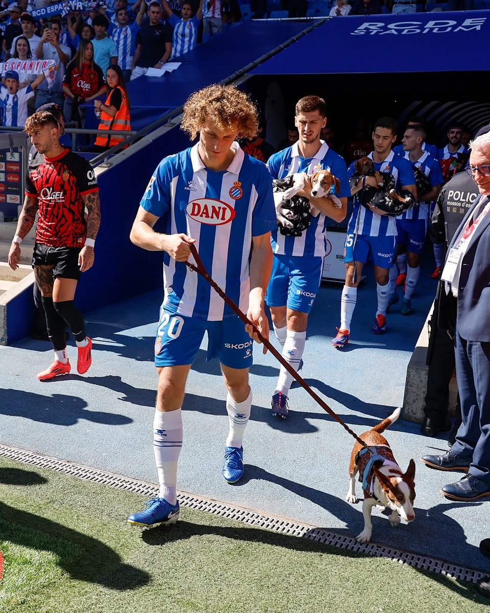 RCDEspanyol's tweet photo. 𝐀𝐃𝐎𝐏𝐓𝐀 𝐀 𝐋𝐎𝐋𝐀 ☀️

ℹ️ losrescatadosdefragel@hotmail.com // 651 351 856

#LosPericosNoAbandonan https://t.co/yYHwyl02e9