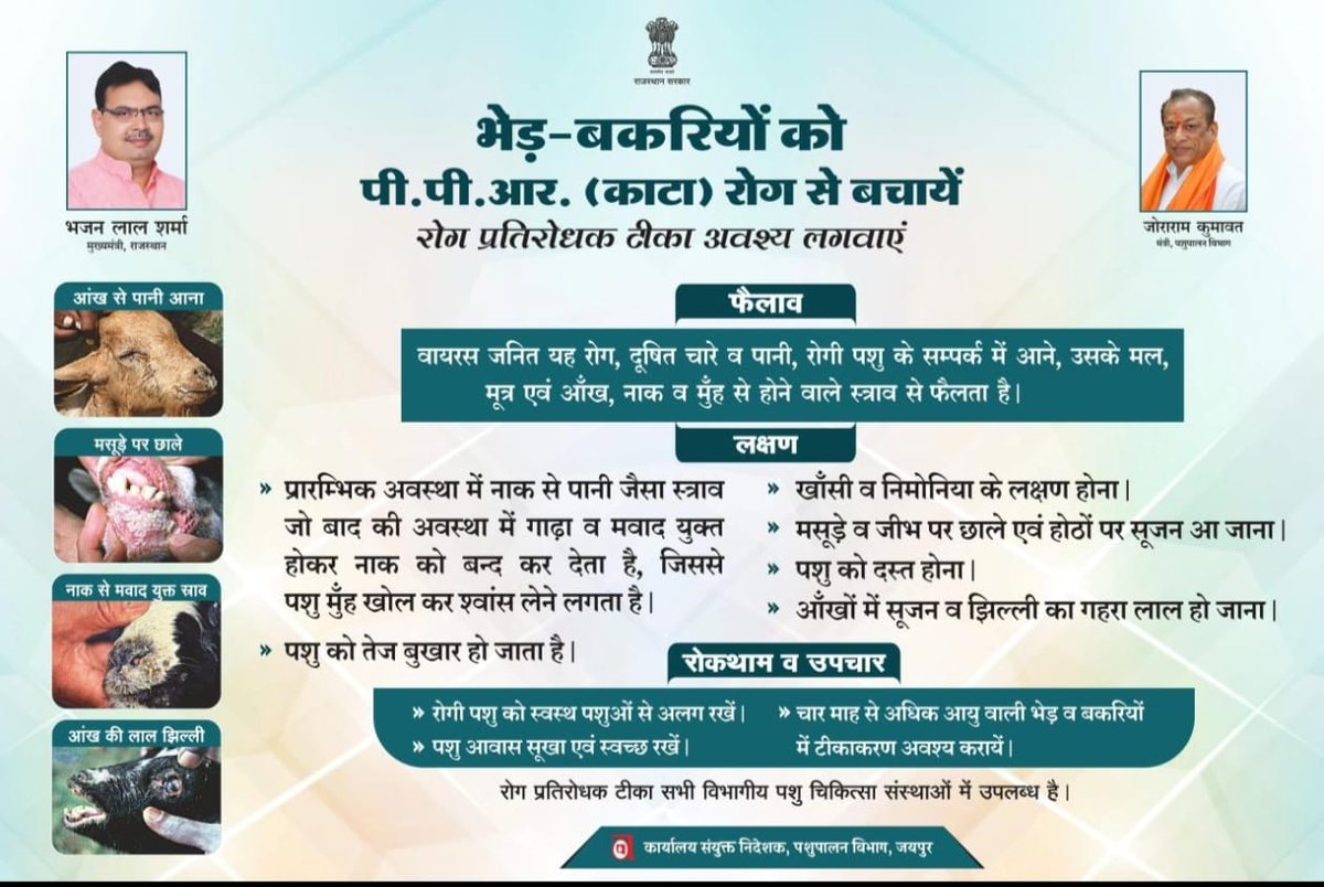 PawanMundaliya1's tweet photo. #पशुपालन विभाग राजस्थान द्वारा भेड़ और बकरियों को P.P.R. टीकाकरण किया जा रहा है जहा आपके घर पर पशुपालन विभाग से #पशुमित्र और पशुधन सहायक आयेगे इस लिए आप अपने #पशु को रोग से बचाना चाहते हों तो टीकाकरण जरूर करवाए और #अभियान को सफल बनाएं @dr_sanju__ @JoraramKumawat @AmitYaddav                   #रिट्वीट।   #पशुमित्र संघर्ष समिति राजस्थान