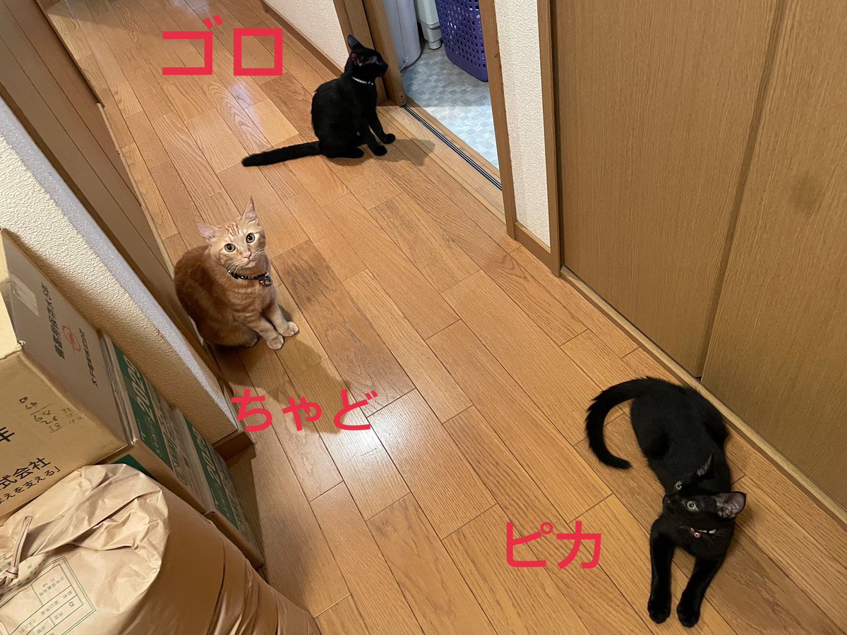 ふらさん tweet media