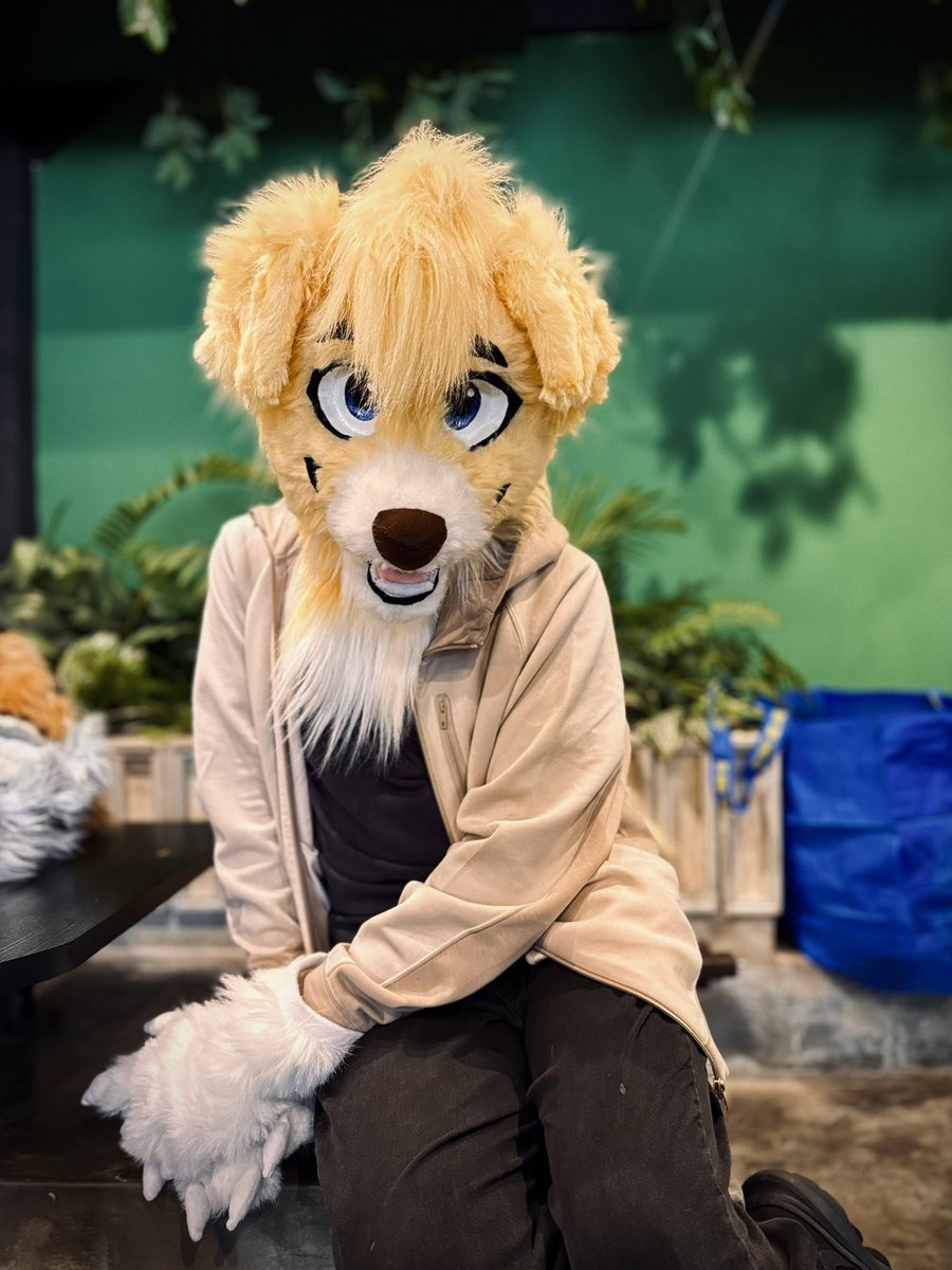 ST4RS6's tweet photo. Emotional support puppy to bless your day! ✨

📸: @NightieTime https://t.co/JBELuDo4es