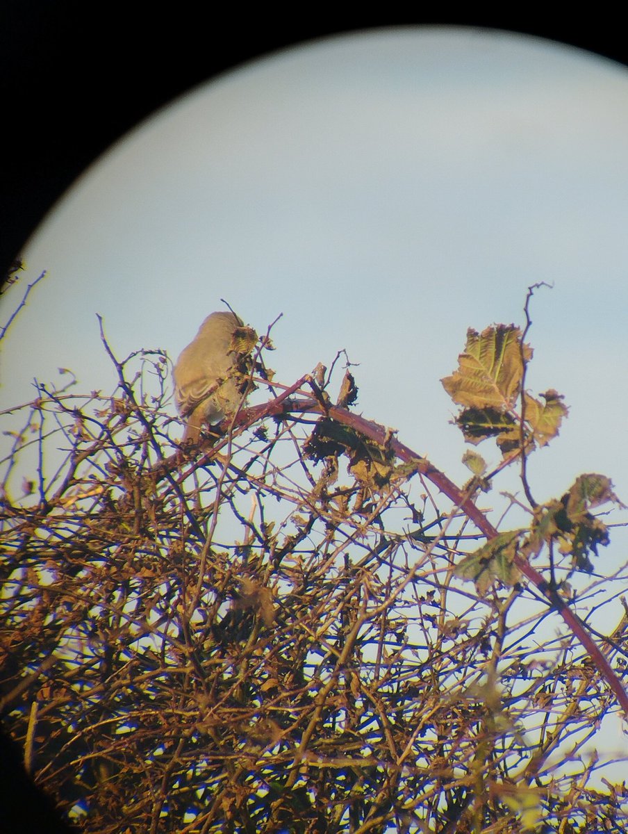 Stooooman's tweet photo. Early morning sunrise at @Bempton_Cliffs for Issy Shrike , which is my 350 UK ✔️ https://t.co/w5Ot2BeJKk