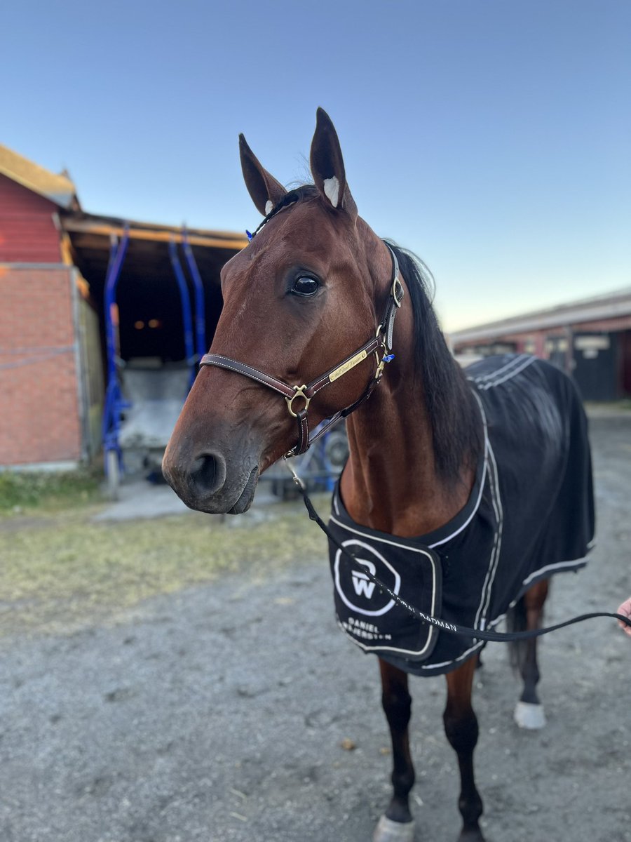 StallWajersten's tweet image. Global Frenchie dundrar runt till seger!

Övertog ledningen efter 500m, sedan ledde han hela vägen!

Segertid: 14,2a 2140m 
Ägare: Stall Well Off - OfCourse
Skötare: Carola Eklund