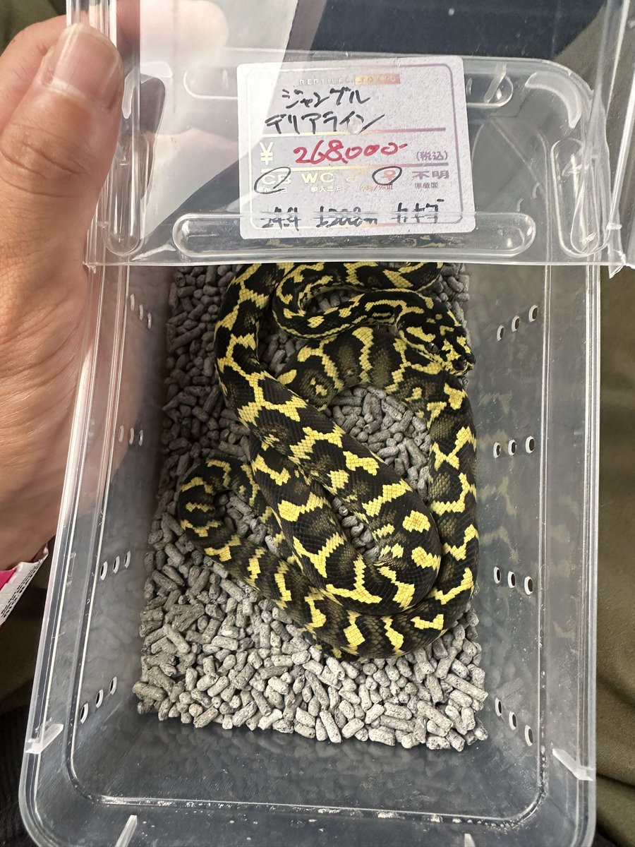 yuuta14131557's tweet photo. ジャパンレプタイルズショーでREPTILES TOKYOさん（@reptilestokyo_n ）でジャングルカーペットパイソンデリアラインのメスをお迎えしました
とても荒いですけどバンドリングを沢山して慣らしていきます笑
#BIGレプ
#カーペットパイソン https://t.co/o4x3MCS4n7