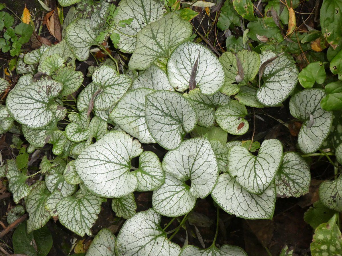 Foliage in the garden, doesn't need to be just orange and red we have Brunnera and Pulmonarias looking at their best at the moment
#PlantNursery #OrganicGarden #AutumnFoliage #SilverFoliage #HeartofYorkshire