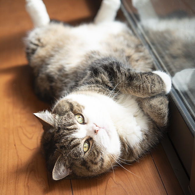 I am Maru. (@Maru_0524) / X