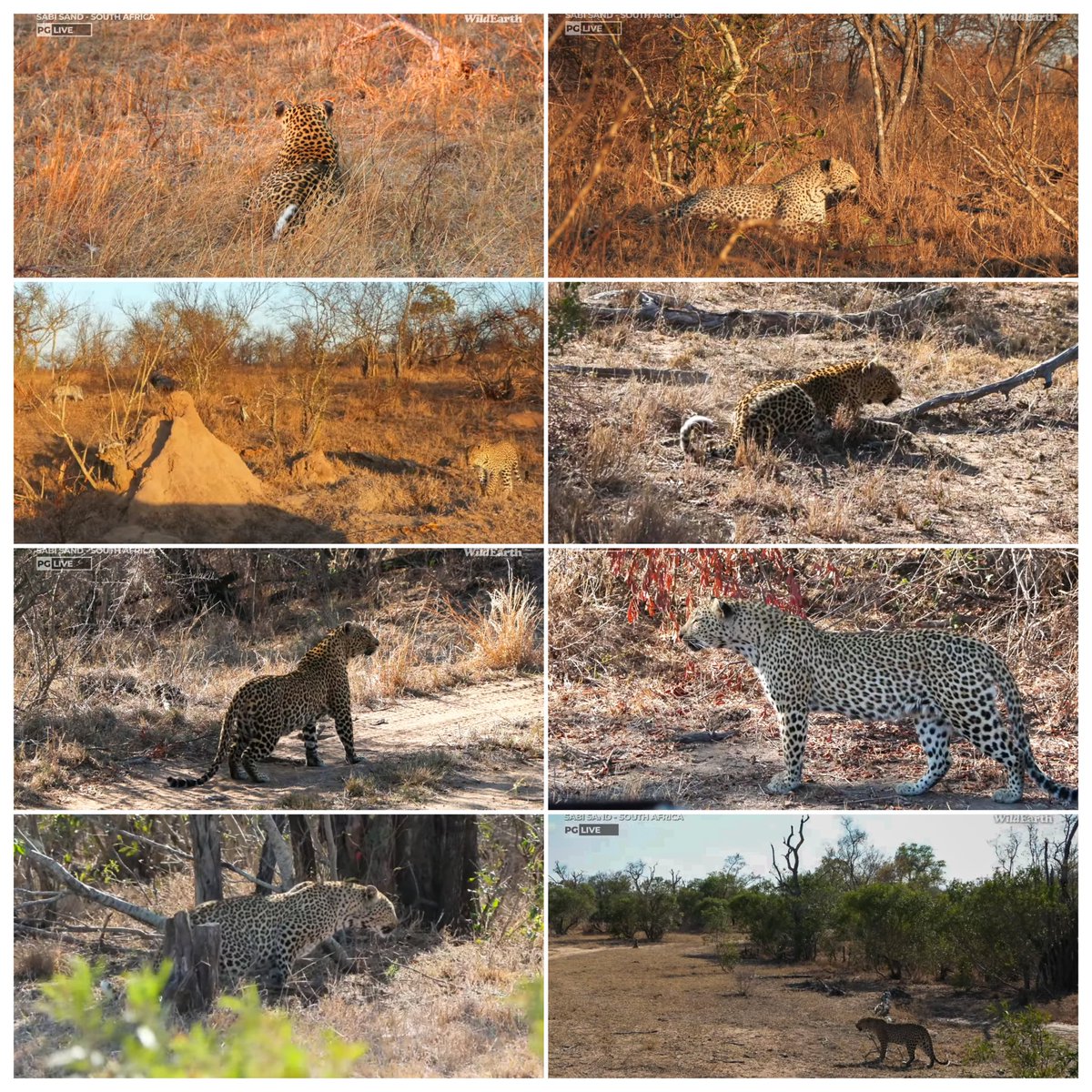 JoyR_1980's tweet image. Sunrise safari 6 October 2024. Bits &amp;amp; pieces of an interesting drive. Hoping that there will be no physical alteration between these two. #WildEarth #Tlalamba #Laluka.