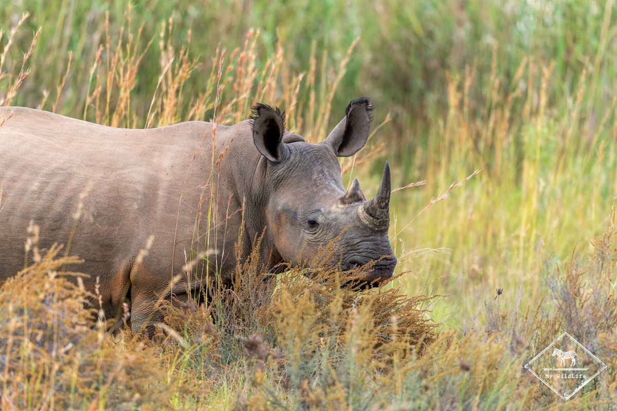 BlogMyWildlife's tweet image. Safari dans la Entabeni Safari Conservancy : toutes les informations pratiques et le récit de mes observations (lion, guépard et l'unique rhinocéros hybride) my-wildlife.com/safari-dans-la… 🦒🦏🦁