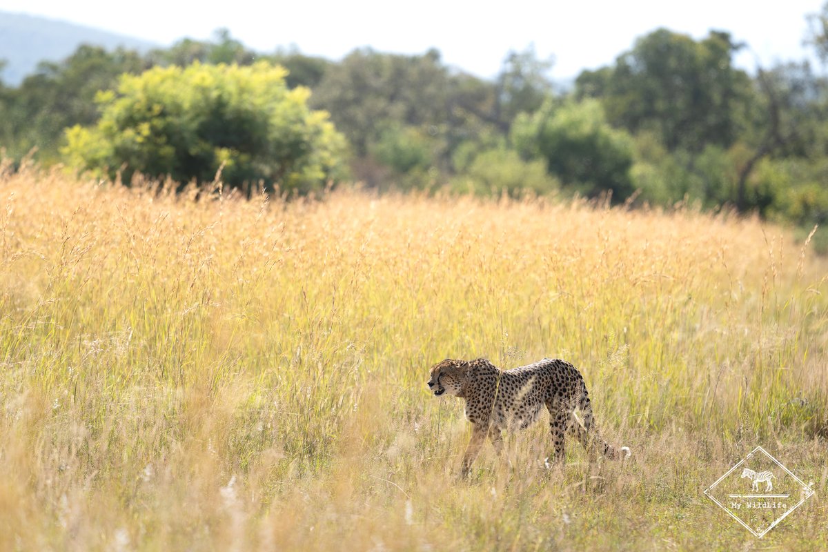 BlogMyWildlife's tweet image. Safari dans la Entabeni Safari Conservancy : toutes les informations pratiques et le récit de mes observations (lion, guépard et l'unique rhinocéros hybride) my-wildlife.com/safari-dans-la… 🦒🦏🦁