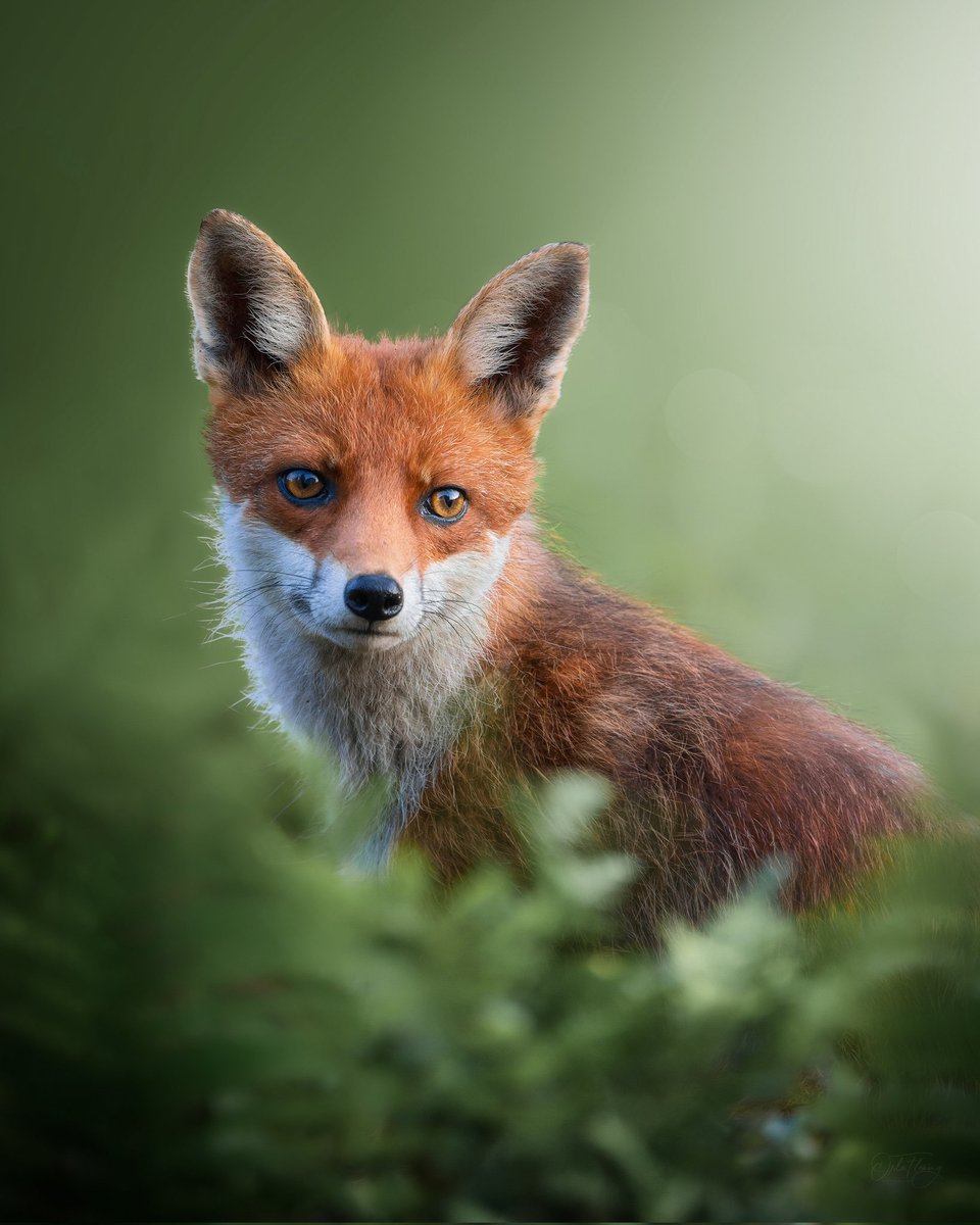 Thank you to @Orlaflemingfoto for sending in this beauty of a #FoxOfTheDay today