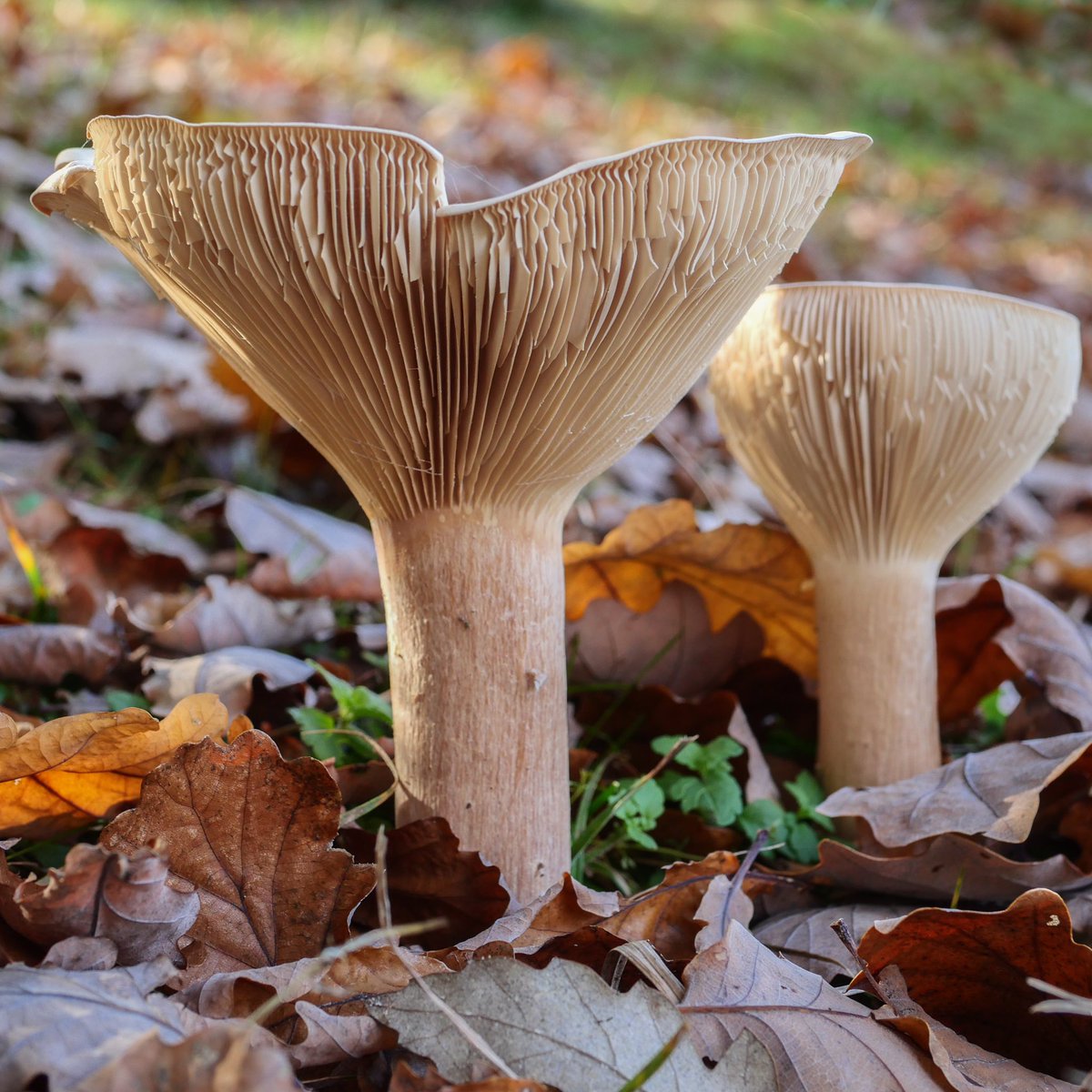 Spetchley Park tweet media