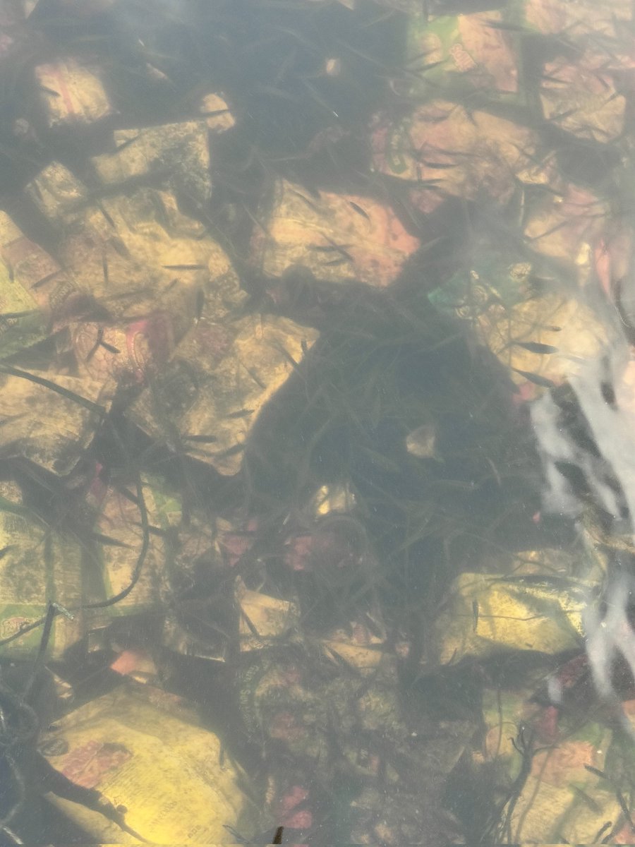 मैं ज़िंदगी का साथ निभाता चला गया 

हर फ़िक्र को धुएँ में उड़ाता चला गया

निचे मछली की तरह