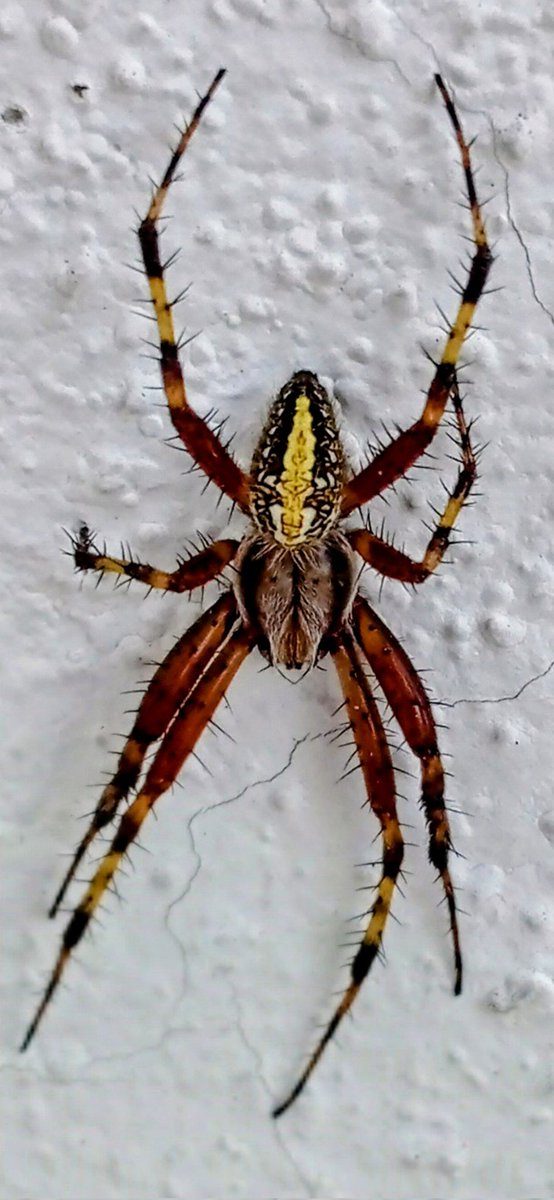 .<a href="/Arachno_Cosas/">Soy aracnólogo, pregúntame lo que quieras</a> 2 especies diferentes haciendo gala en el desfile de #Arachtober