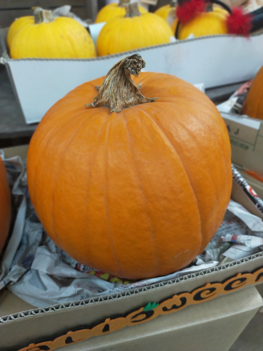 BFogiSTAFF's tweet photo. カボチャ入荷しました🎃 https://t.co/KkJcMPIt5I