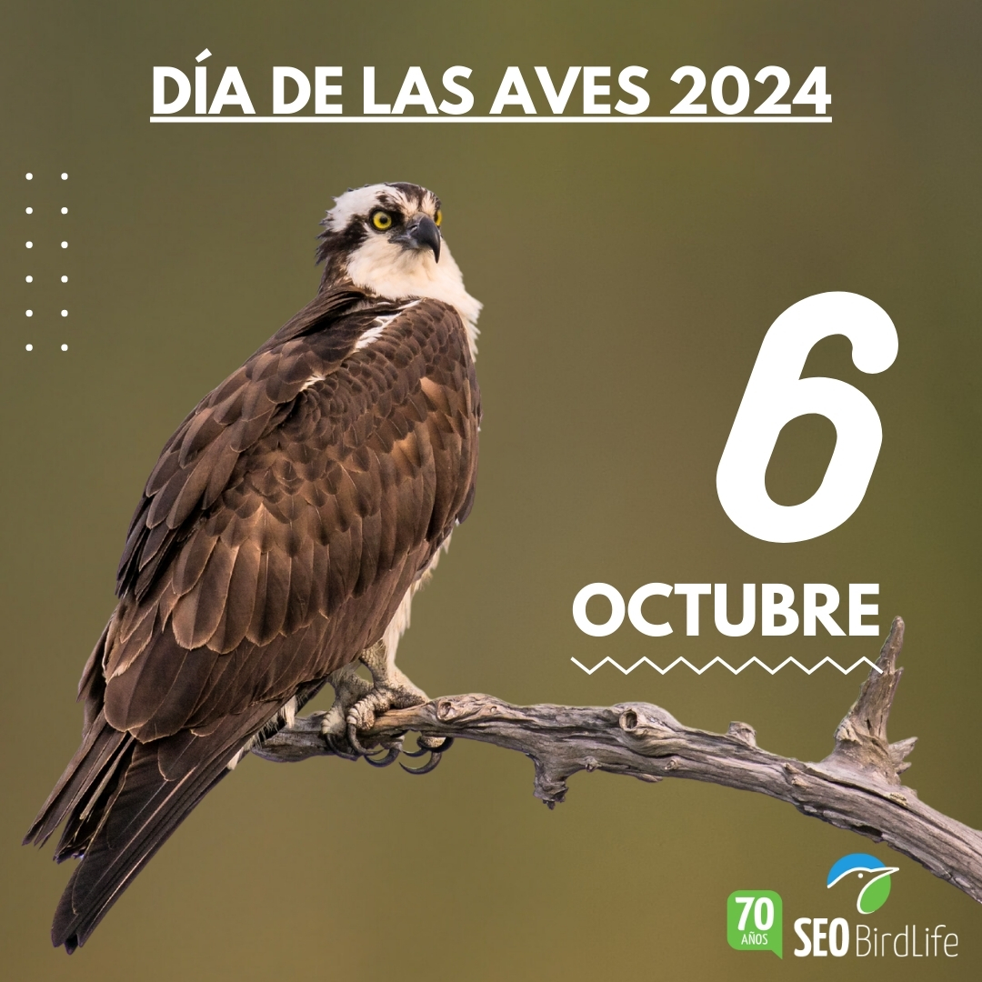 ¡¡Continuamos con la
SEGUNDA JORNADA
del #DíadelasAves 2024!! 🔔👣

Si hoy pasas el día con <a href="/SEO_BirdLife/">SEO/BirdLife</a> mándanos una foto. 😎📸
seo.org/dia-de-las-ave…
🎂 #70AñosPorLasAves