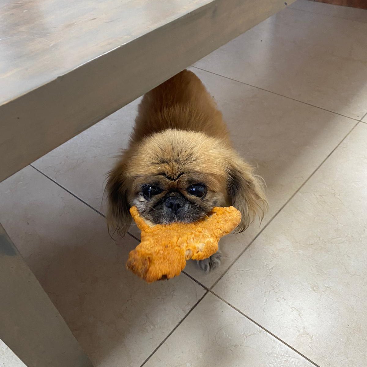 nitzan_zur's tweet image. ימים קשים עוברים עלינו. מניחה שיש מי שימצא נחמה בתמונה הזאת של מוקה הכלבה של חברה שלי שחזרה מהשכנים עם שניצל ענק בפה