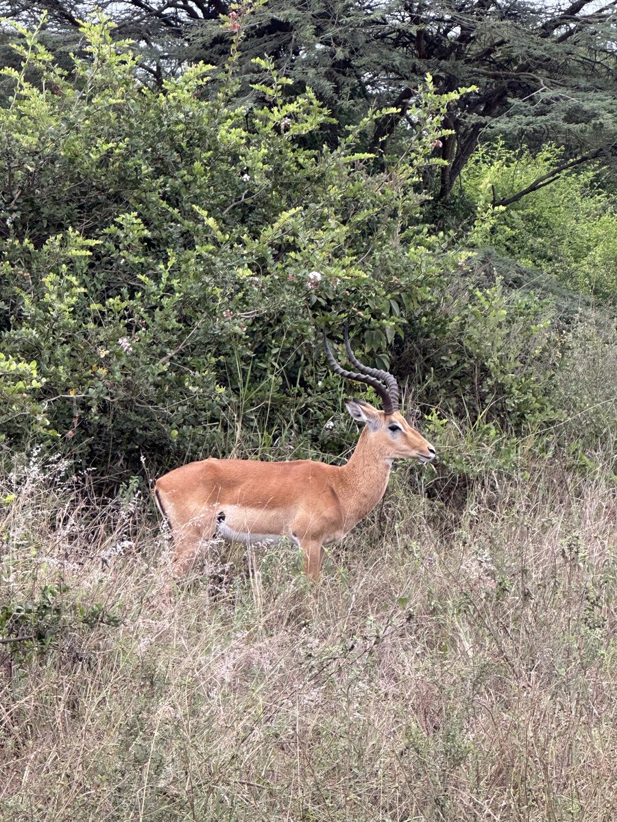 danielmandukuMP's tweet photo. Animal count this morning at the Nairobi National Park https://t.co/T2z66P8PEu