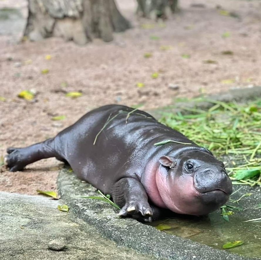 สวนสัตว์เปิดเขาเขียว Khao Kheow Open Zoo tweet media