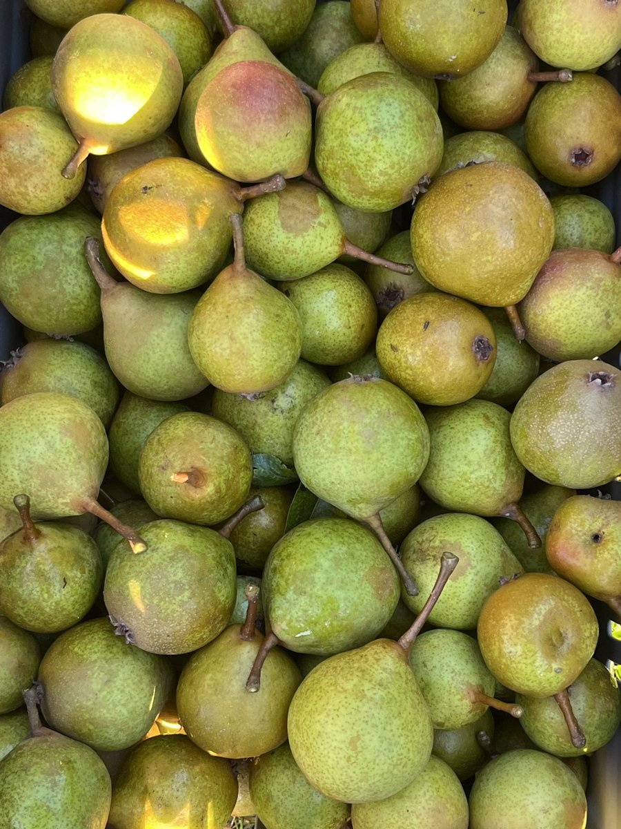 notklev's tweet image. Hendre huffcap, second year harvest on 4 year scions.