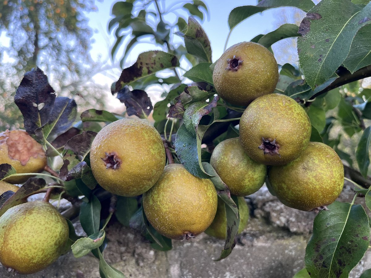 notklev's tweet image. Hendre huffcap, second year harvest on 4 year scions.