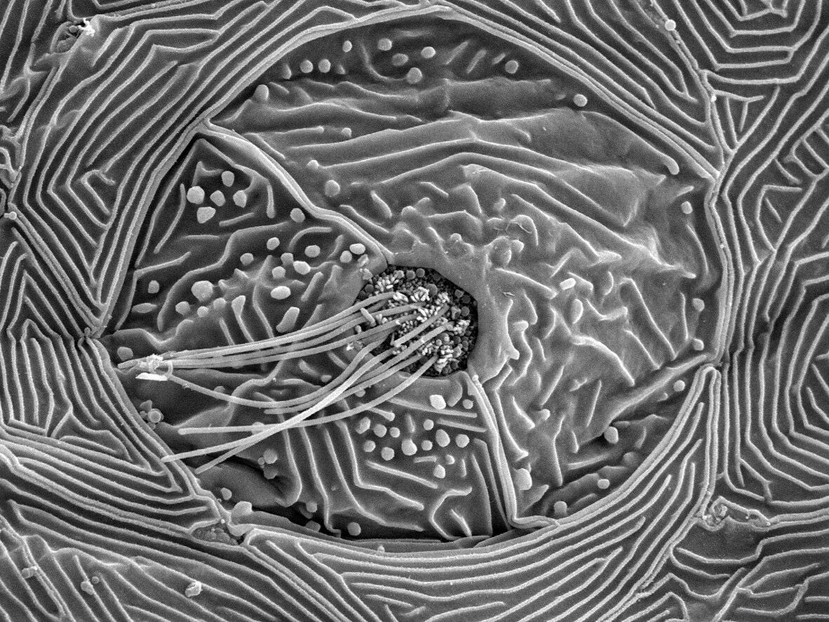 Zebrafish Rock! (@zebrafishrock) on Twitter photo Scanning electron micrograph of a zebrafish lateral-line neuromast. Credit to Prof. Andrew Forge <a href="/wellcomeimages/">Wellcome Images</a>. #ZebrafishZunday Scanning electron micrograph of a zebrafish lateral-line neuromast. Credit to Prof. Andrew Forge <a href="/wellcomeimages/">Wellcome Images</a>. #ZebrafishZunday